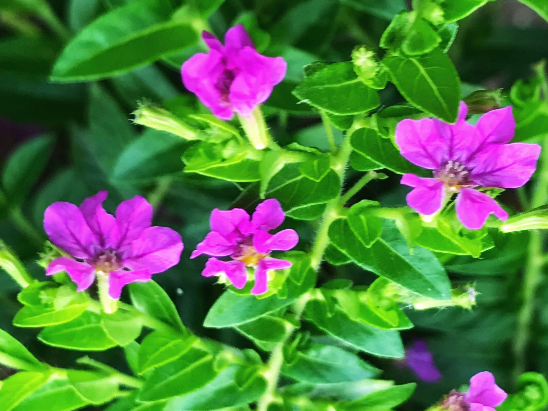 细叶雪茄花介绍,细叶雪茄花的花种