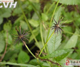 认识是宝不认识是草,鬼针草的13个秘密