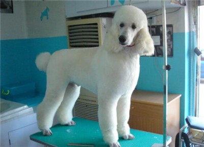 大巨型贵宾犬多少钱一只,巨型贵宾犬价格多少钱一只