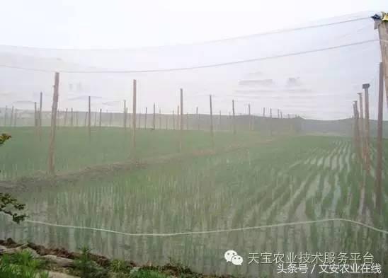 选防虫网啥样的效果最好,防虫网选择技巧