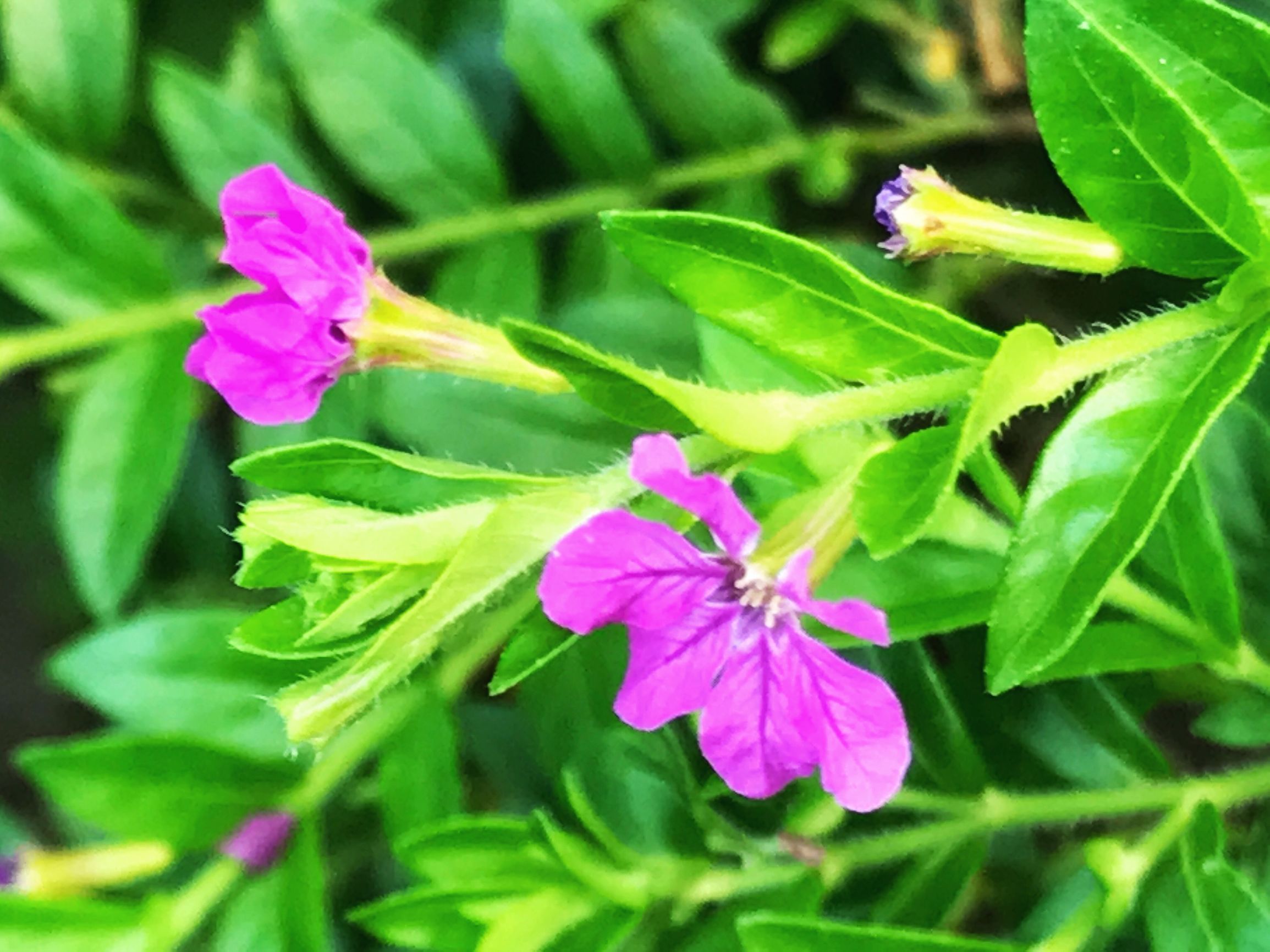 细叶雪茄花介绍,细叶雪茄花的花种