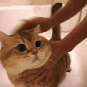 你认识百灵鸟吗,会说话的百灵鸟