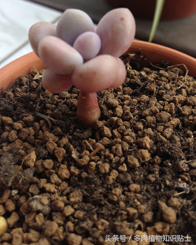 适合重庆养的多肉,重庆适合养多肉