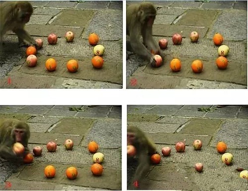 张家界新媒体营销经典案例,张家界新媒体营销