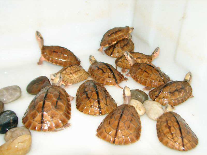 金钱龟可以抗癌吗,金钱龟汤什么人不能喝