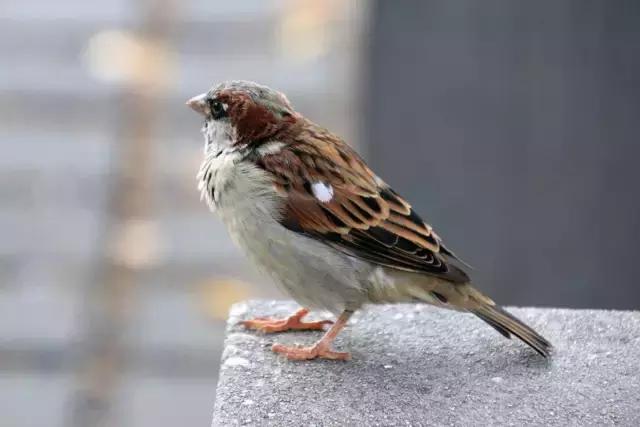 腾龙20-40f2.8风光摄影,腾龙18-400mm镜头都可以拍摄什么