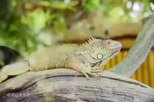 最美的女童海南,最美的小女生去游乐场玩