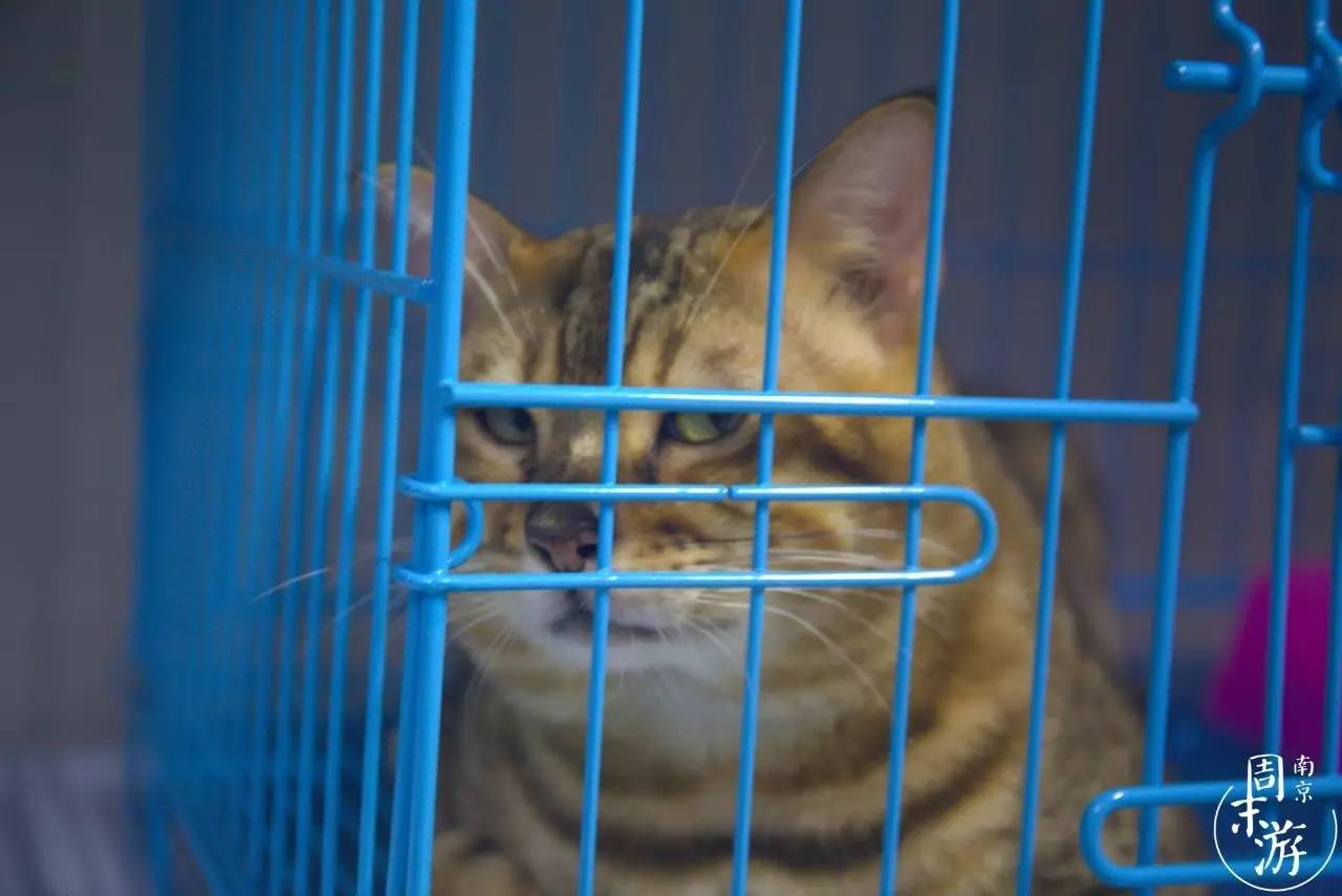 南京有几个花鸟鱼虫市场,南京湿地公园花鸟鱼虫市场在哪里