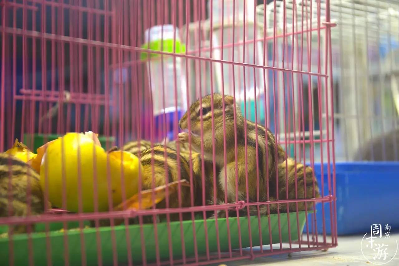 逛南京花卉市场视频,南京夫子庙花鸟鱼虫市场