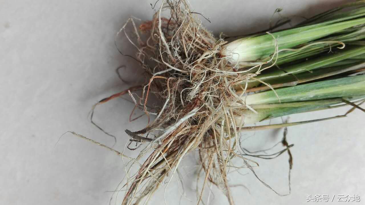 水稻黑茎根腐病怎么治疗,水稻黑根什么原因