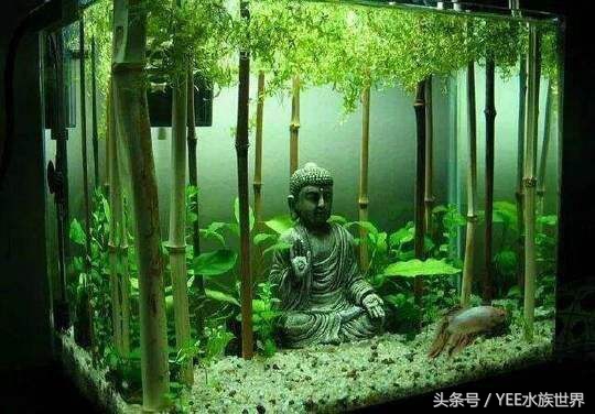 硝化细菌啥时候放草缸里,如何看草缸里硝化细菌