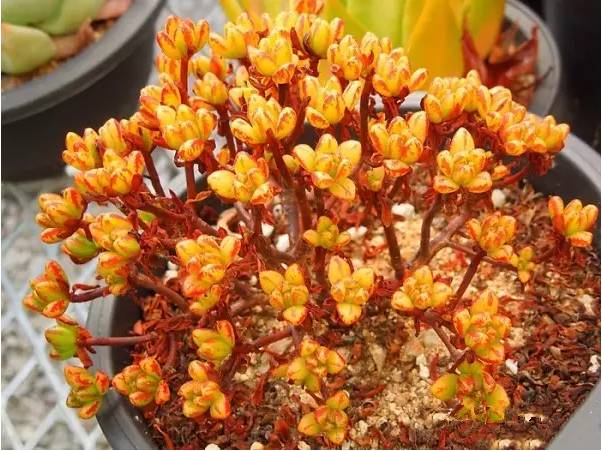 韩国多肉好卖吗,韩国奶酪多肉与国内区别