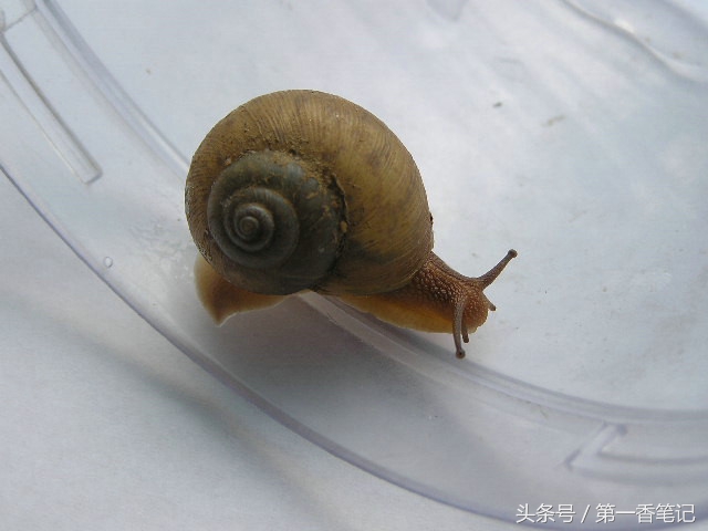 兰叶长介壳虫怎么处理,养兰宜忌