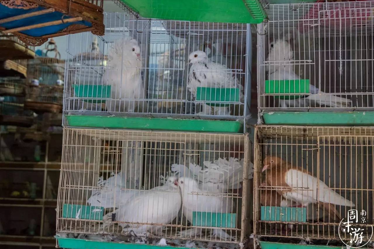 南京的花鸟市场在什么地方,南京夫子庙花鸟鱼虫市场