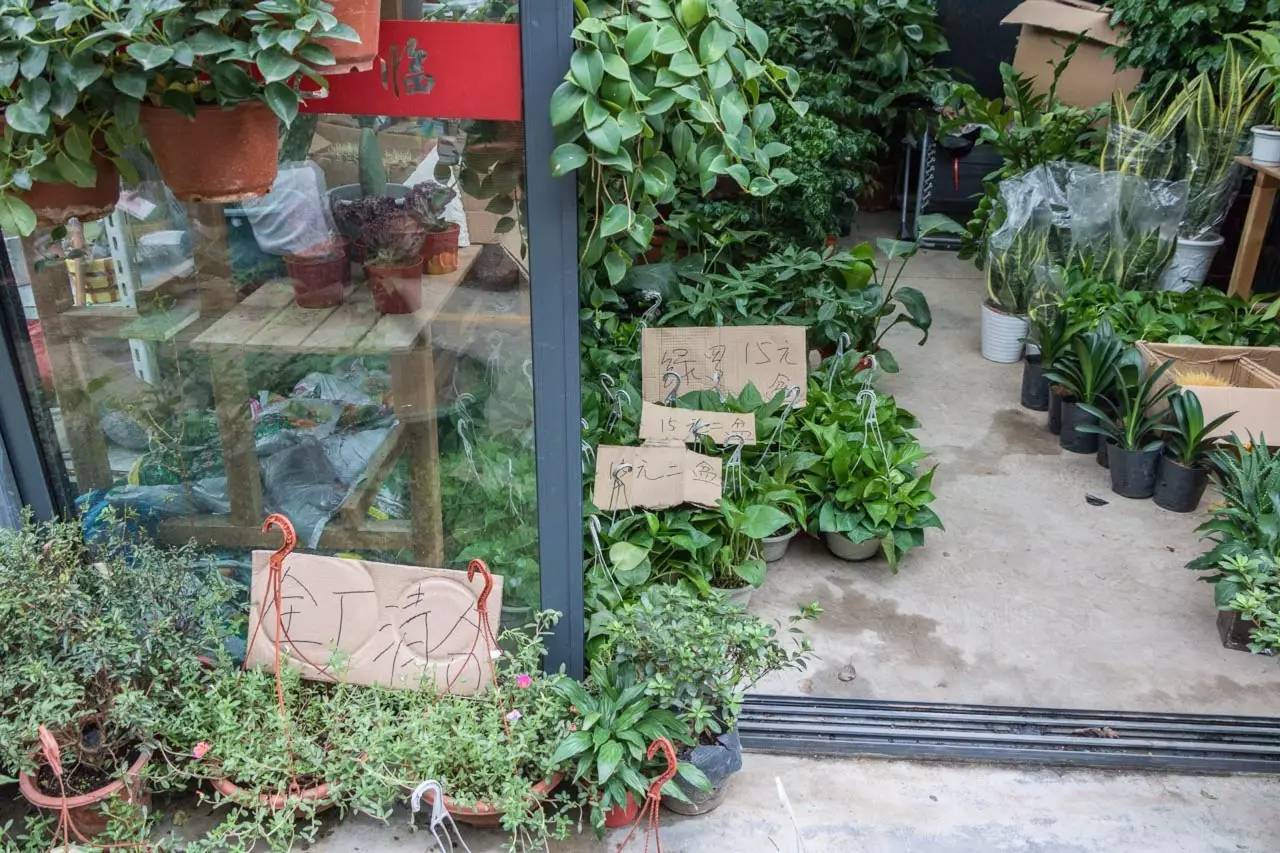 南京的花鸟市场在什么地方,南京夫子庙花鸟鱼虫市场