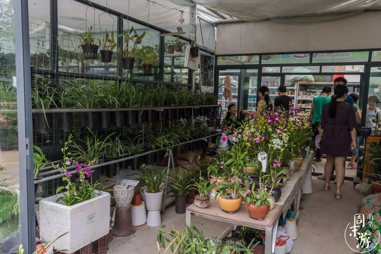 南京市最大的花鸟鱼虫市场在哪里,逛花鸟鱼虫市场的视频