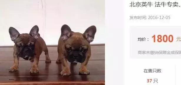 致狗狗的最后一封信,致养狗人士的一封公开信