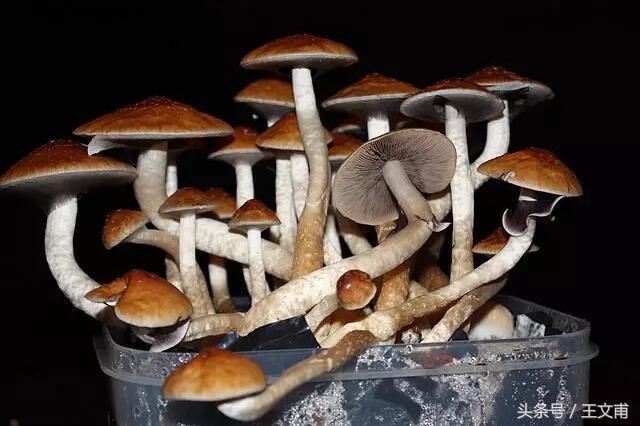 喝茶喝咖啡是吸毒吗,喝茶喝咖啡的行为是吸毒吗