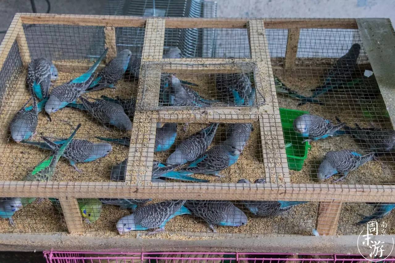 南京市最大的花鸟鱼虫市场在哪里,逛花鸟鱼虫市场的视频