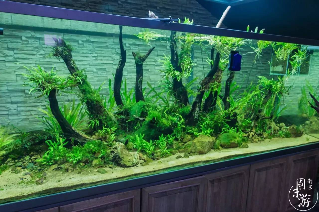 逛南京花卉市场视频,南京夫子庙花鸟鱼虫市场