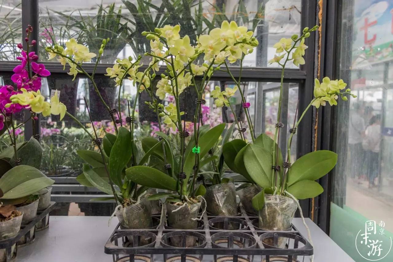 逛遍整个南京城,南京的花鸟市场在什么地方