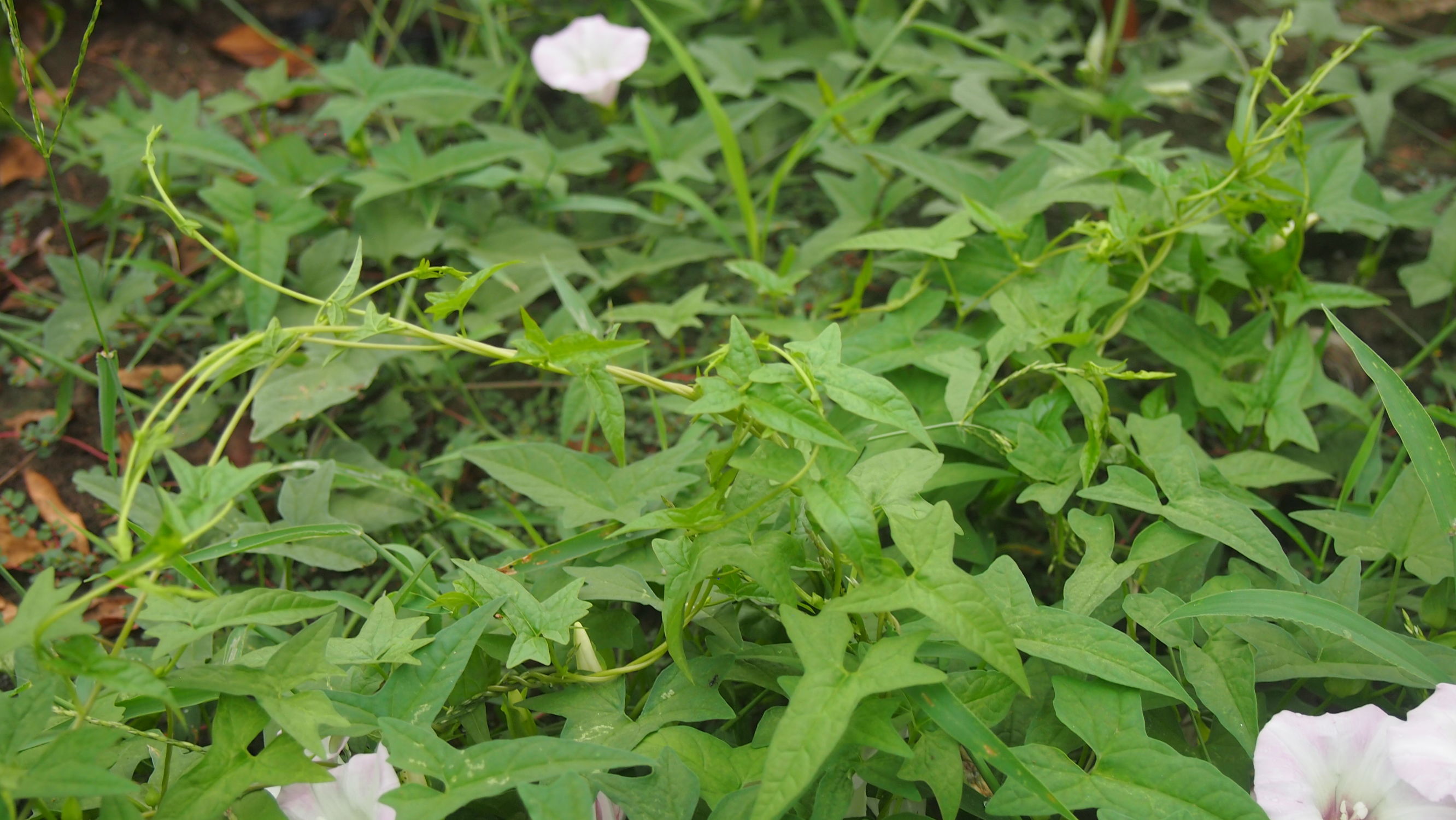 旋花：篱天剑斩妖除魔，大喇叭高奏凯歌
