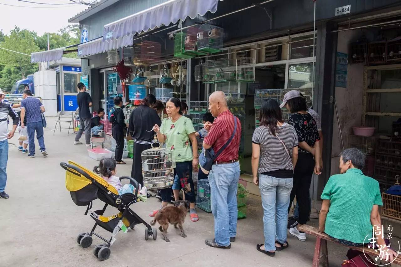 南京花鸟鱼虫市场,南京最大的花鸟虫市场