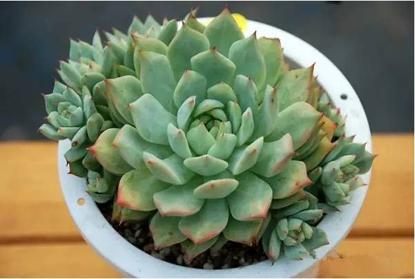 韩国多肉好卖吗,韩国奶酪多肉与国内区别