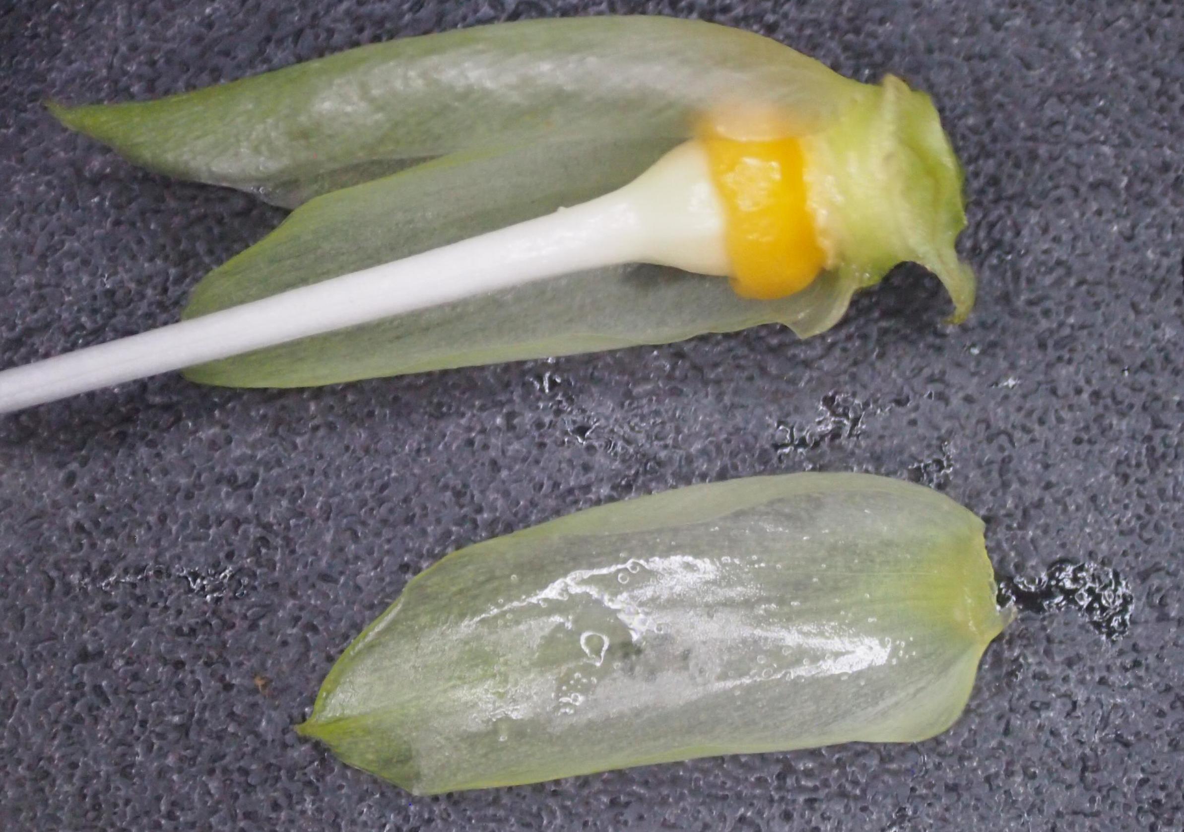 旋花：篱天剑斩妖除魔，大喇叭高奏凯歌