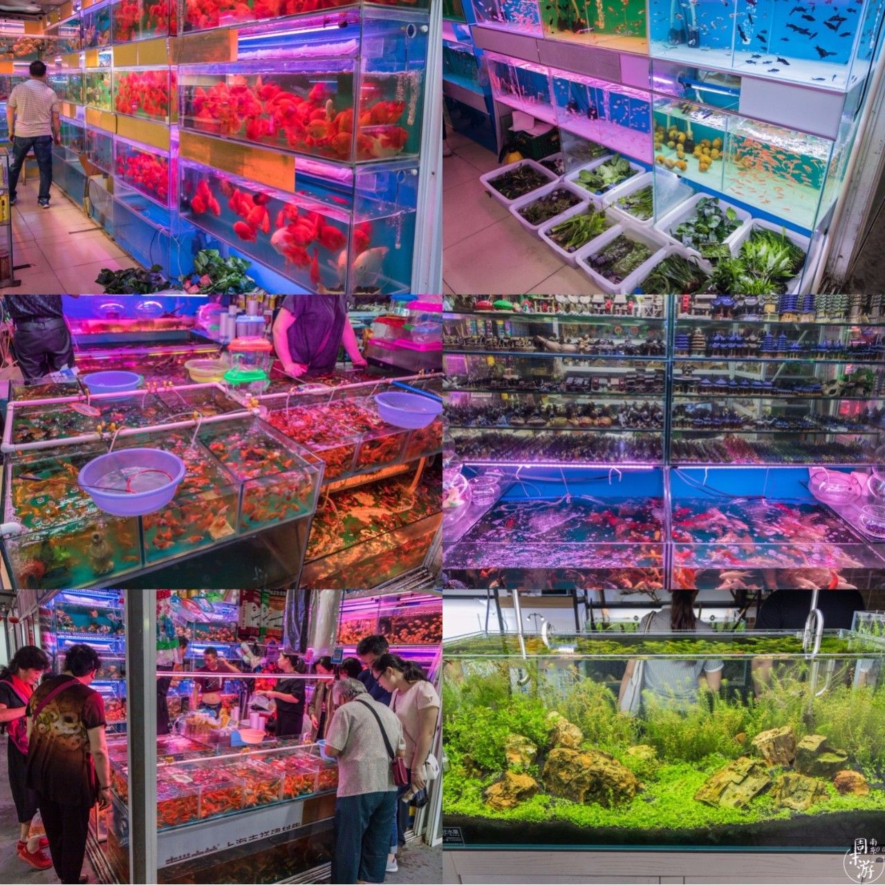 逛花鸟鱼虫市场的视频,南京花鸟鱼虫市场