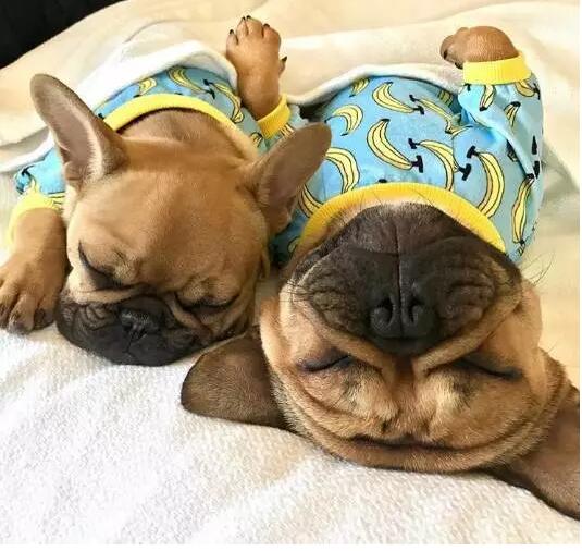 致狗狗的最后一封信,致养狗人士的一封公开信