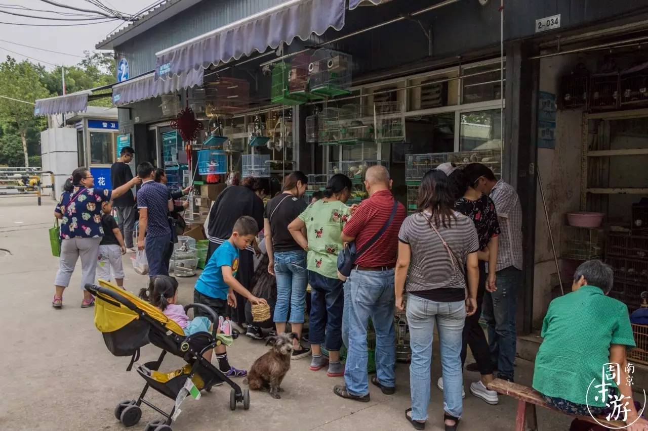 南京有几个花鸟鱼虫市场,南京湿地公园花鸟鱼虫市场在哪里