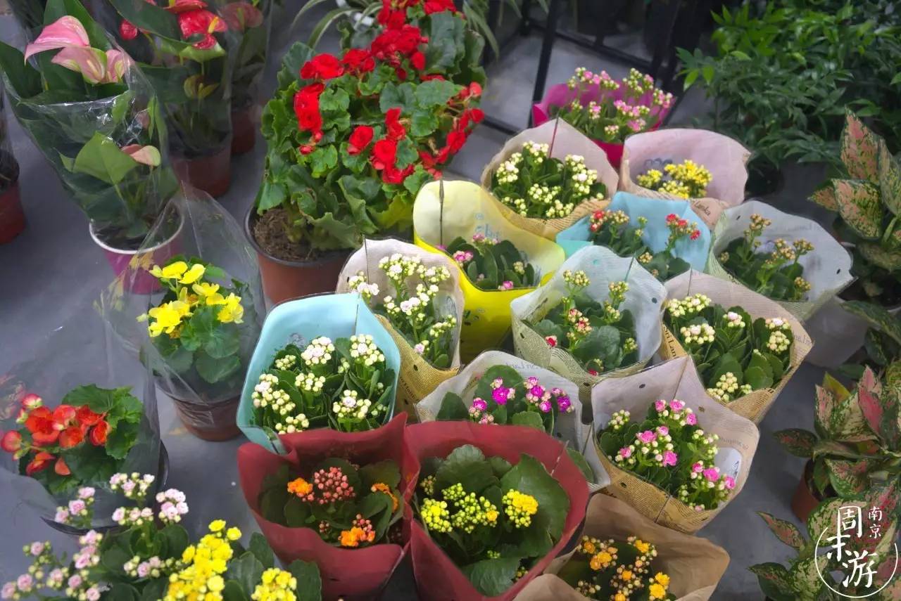 逛各种花鸟市场,南京花鸟鱼虫市场失火