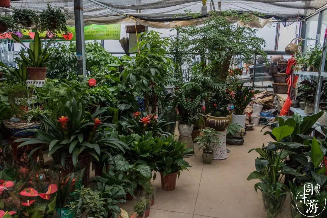 南京花鸟鱼虫市场,南京最大的花鸟虫市场