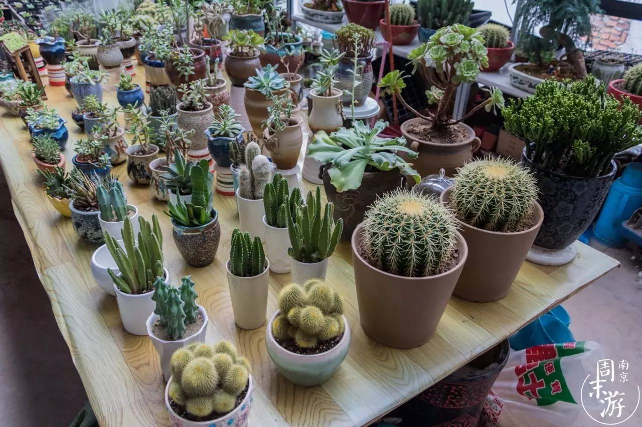 逛遍整个南京城,南京的花鸟市场在什么地方