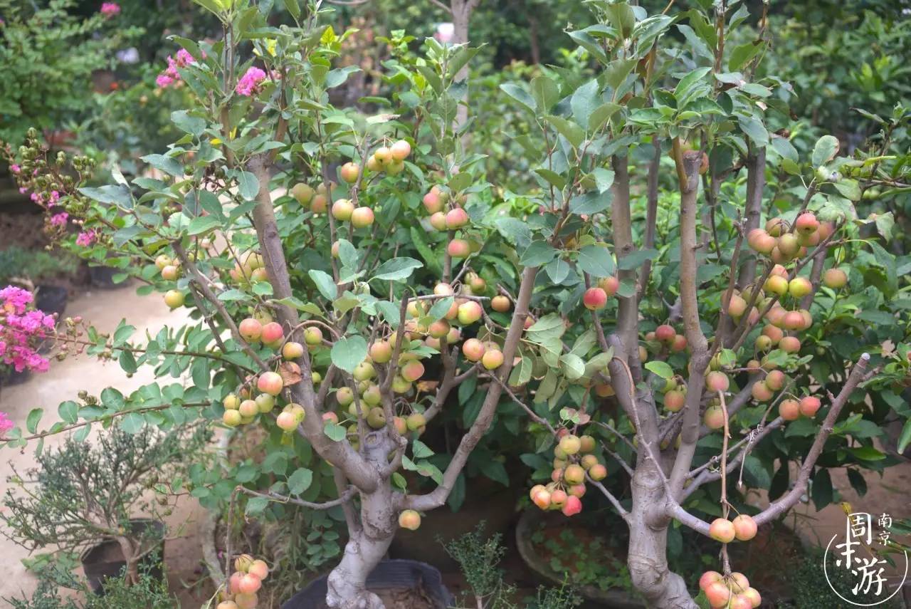 逛花鸟鱼虫市场的视频,南京花鸟鱼虫市场