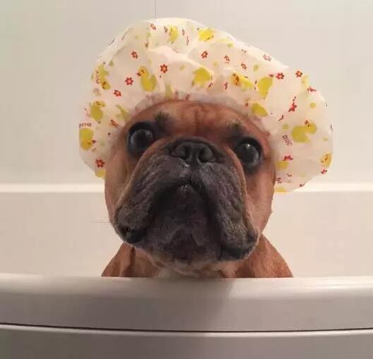 致狗狗的最后一封信,致养狗主人的一封信