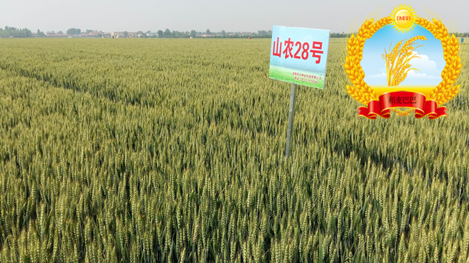山农28小麦种子价格,小麦品种山农28产量如何