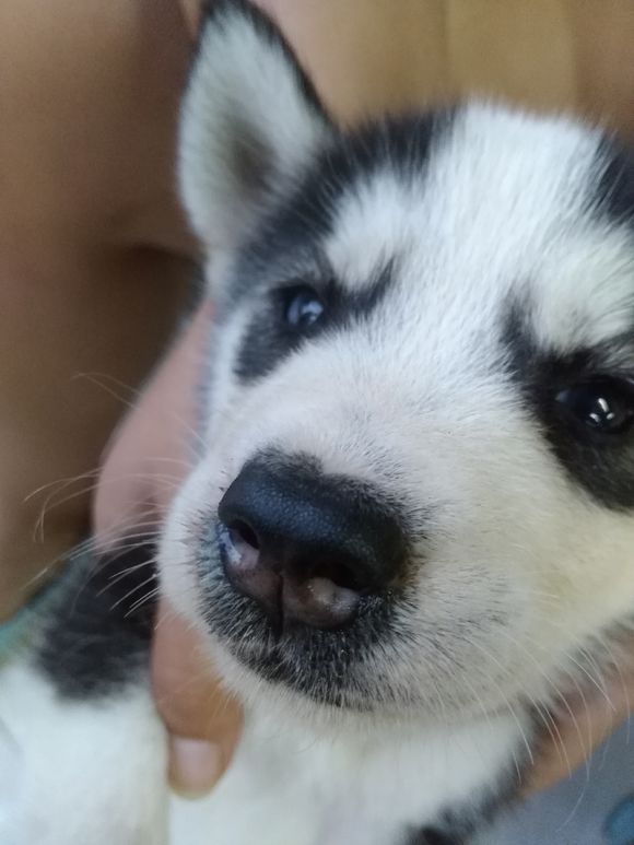 哈士奇幼犬得细小还救吗,哈士奇幼犬得细小是什么样的