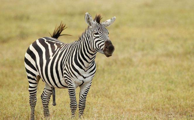 地球从来不缺少神秘，盘点地球上10大关于自然的谜团