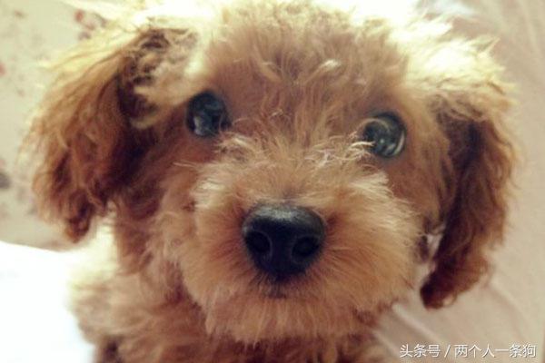 男人花了100块钱买了一只流浪狗,流浪泰迪100元