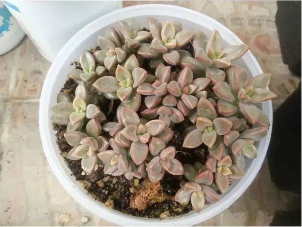 网上买回来的多肉怎么处理,网上买回来多肉晾几天处理