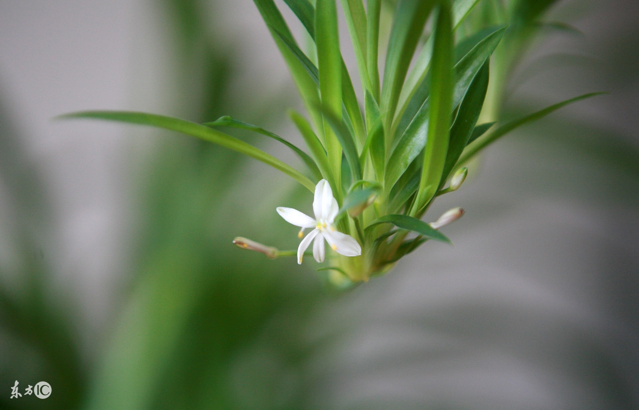 4招教您在家中摆放这些植物,旺财又助运!