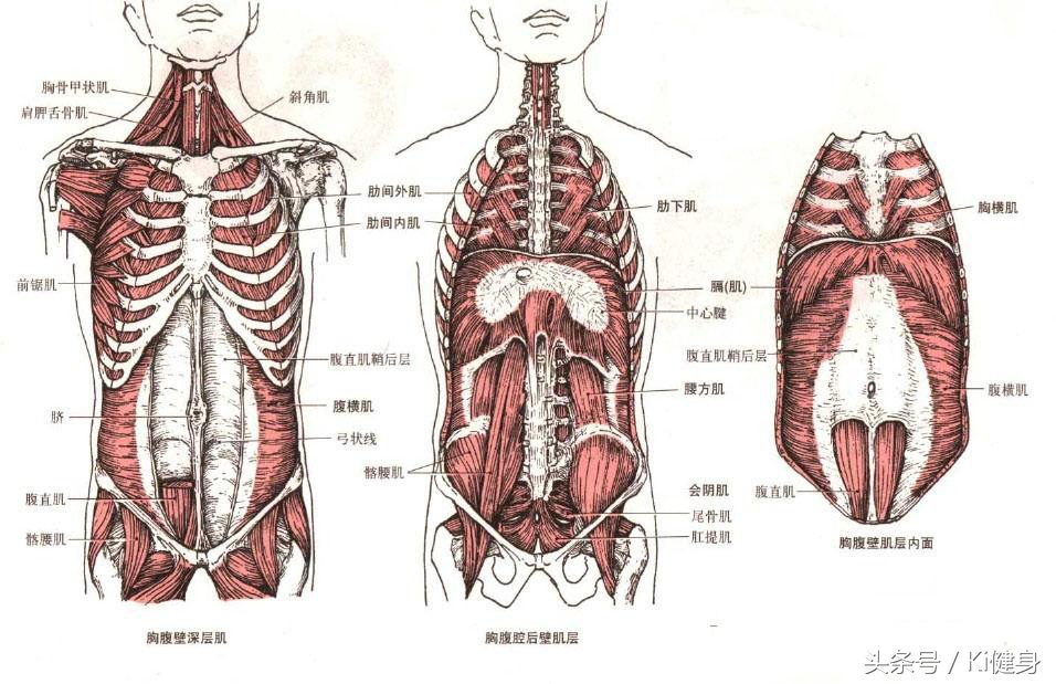 腹直肌上部分离,产后腹直肌分离