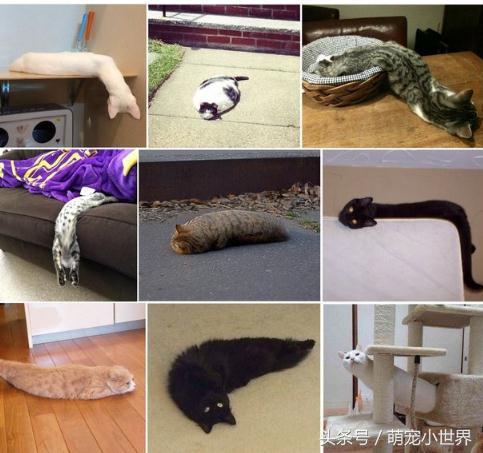 喵星人有什么特征吗图片,喵星人到底有多软看看你就知道啦