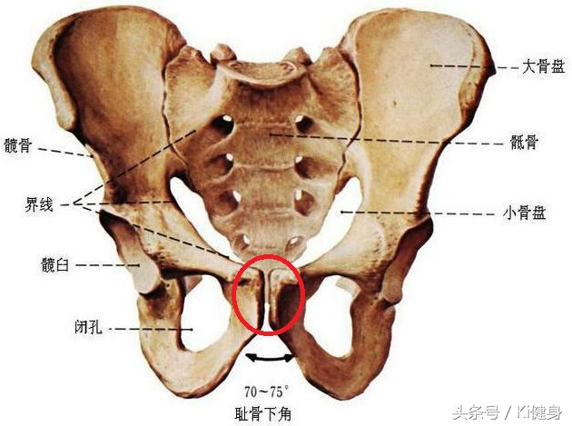 腹直肌分离要锻炼腹外斜肌吗,腹直肌运动解剖功能图