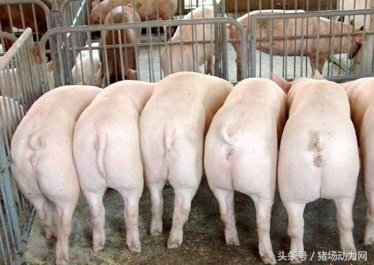 新生仔猪后腿神经性瘫痪怎么办,母猪产体弱仔猪怎么办