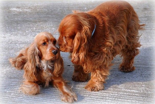 十种最温顺的狗狗你喜欢哪一个,哪些狗温顺又好养又可爱