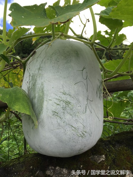 冬瓜南瓜西瓜苦瓜哪个不是一类的,冬瓜南瓜西瓜还有个北瓜哪去了