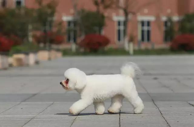 带你了解宠物真实价格,盘点十大宠物的真实价格